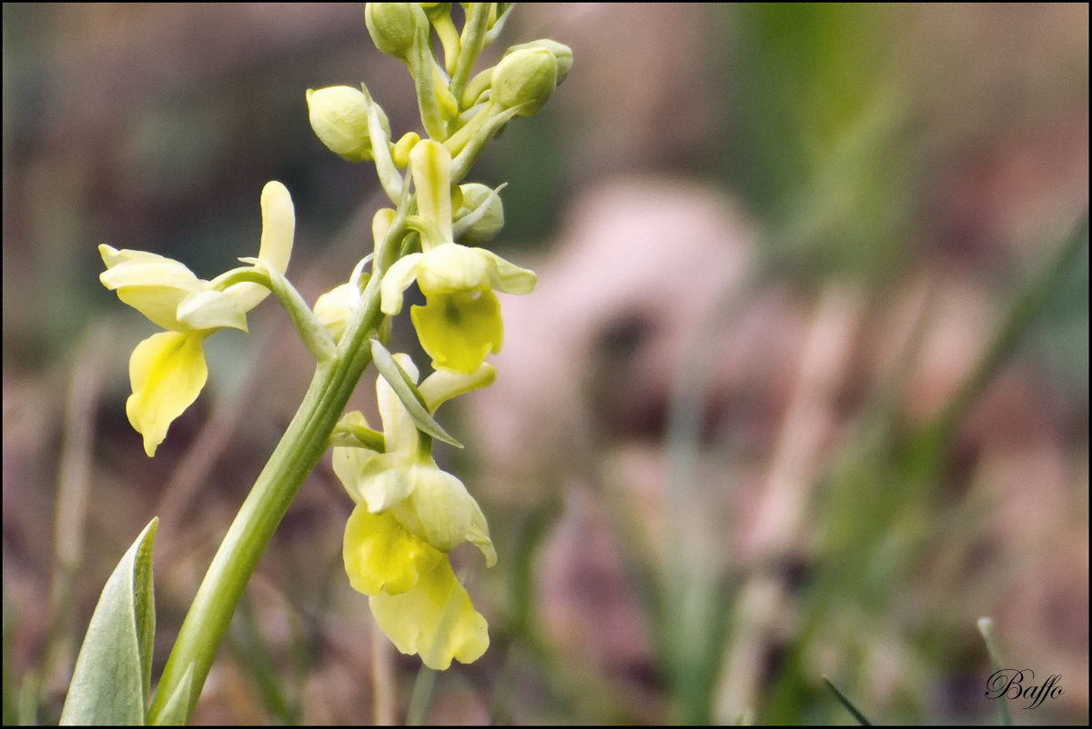 Orchis pallens